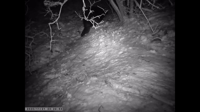 Бобры смотреть онлайн