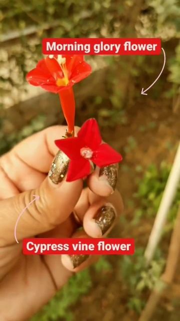 Cypress Vine ❤ #shortsfeed #shorts #evergreenseeds #growth #flowers #season #summer #care #grow смотреть онлайн