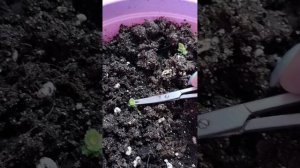 Первая прищипка ахименеса.