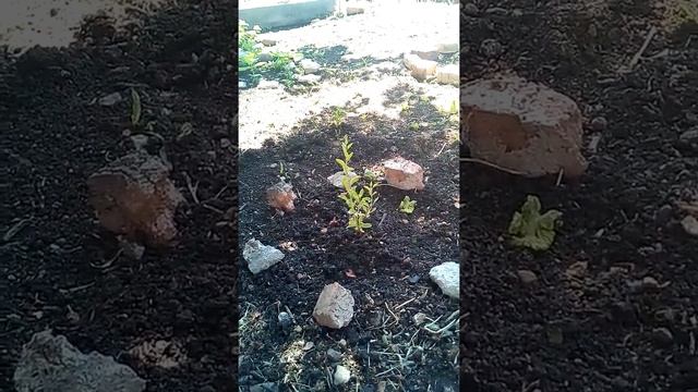 Розы в саду/Ягоды Годжи смотреть онлайн