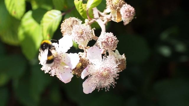 Abejorro europeo Bombus terrestris смотреть онлайн