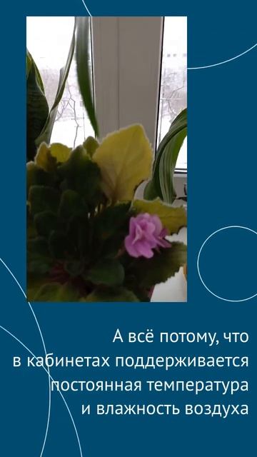 Что подсказывают комнатные растения)))) смотреть онлайн