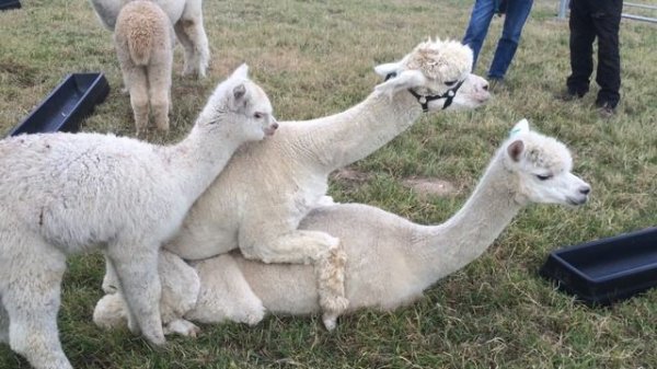 Alpacas mating