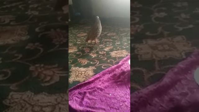 Чуҷаи порина шикори смотреть онлайн