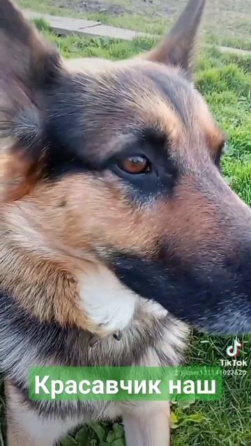 #собака #овчарки #germanshepherd #love смотреть онлайн