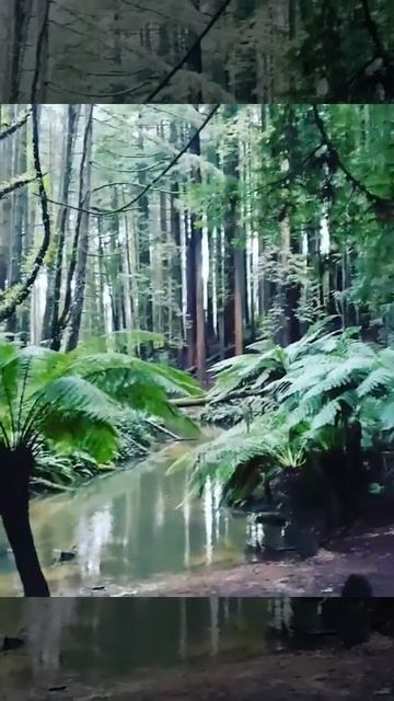 Californian Redwood Forest ~ Otways , Melbourne смотреть онлайн