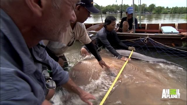 What Enormous Creatures Are Lurking in Fresh Waters? смотреть онлайн