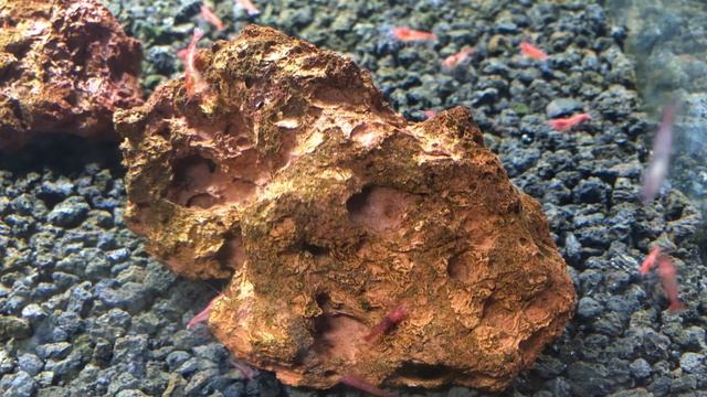 Opae ula on lava rock смотреть онлайн