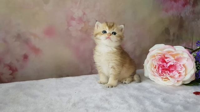 Dolly star смотреть онлайн