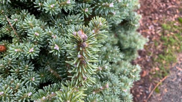 Abies Koreana 'Blauer Eskimo' Miniature Korean Fir  January 31, 2020