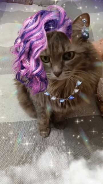 Модные причёски весна-лето 2023 от кошки Алисы #мода #тренды #котики #кошки #cat смотреть онлайн