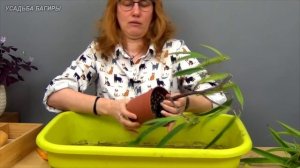 Формирование фикуса Али, вариант 2 (ч.1).