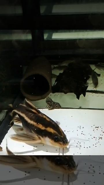 Platydoras costatus Liniendornwels смотреть онлайн