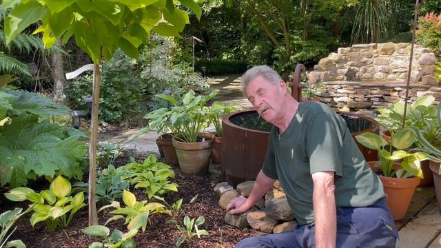 Why you should Mulch your Hostas from Rewela Hostas смотреть онлайн