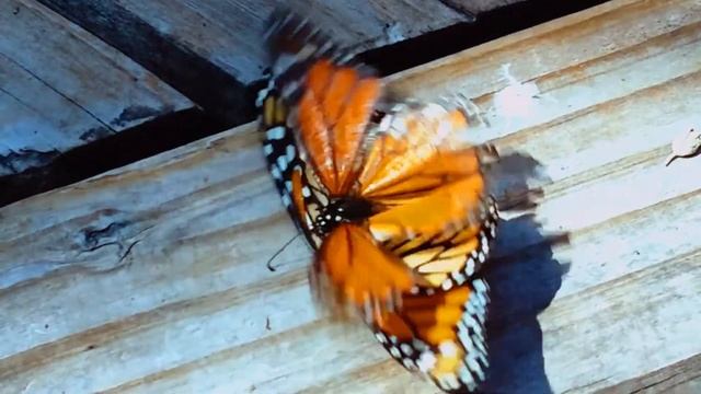 Monarch butterfly mating attempt смотреть онлайн