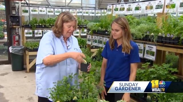 Sunday Gardener: Growing herbs смотреть онлайн