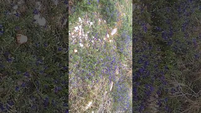 Echium sabulicola смотреть онлайн