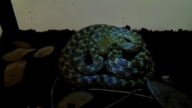 Madagascarophis colubrinus / Madagascar cat eyed snake смотреть онлайн