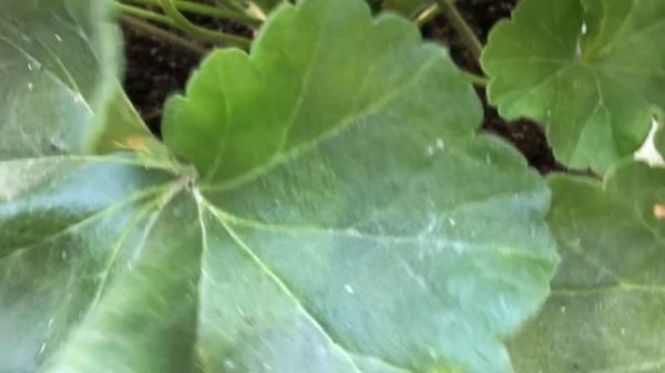 Пеларгония. СиМ Диадема. #сим_диадема