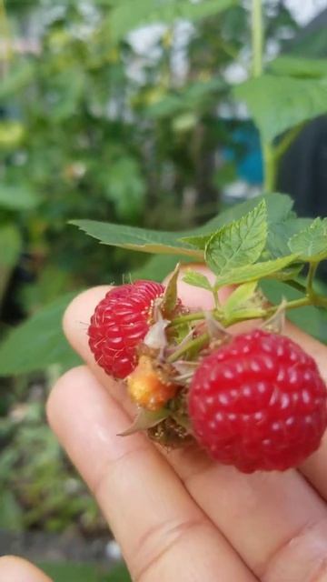 Growing Raspberries In Pots for Summerlong Harvest смотреть онлайн
