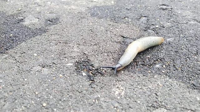 Слизень