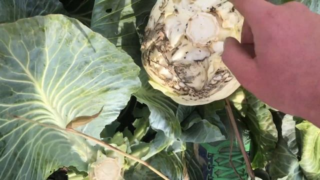 Збираємо врожай капусти без поливу. Набрали повний причеп. Бабло буде мішками смотреть онлайн