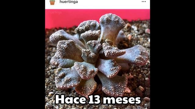 TITANOPSIS CALCAREA смотреть онлайн
