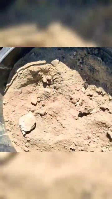 Чудо средство для огорода 👍😊// Sprinkle potatoes with coal ash #shorts #сад #огород смотреть онлайн