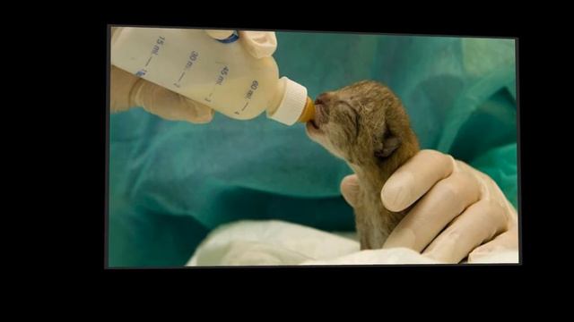 Lince ibérico смотреть онлайн