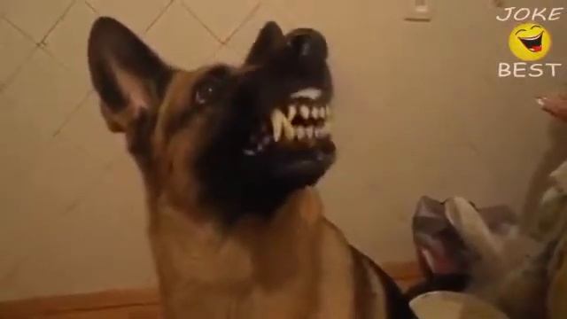 танцующий попугай смотреть онлайн