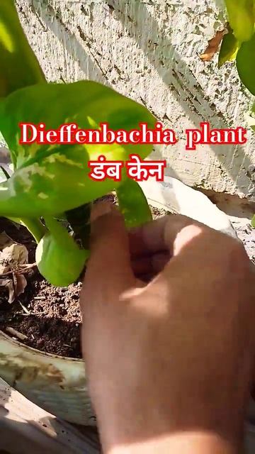 Dieffenbachia Plant // डंब केन   #gardening #dieffenbachia