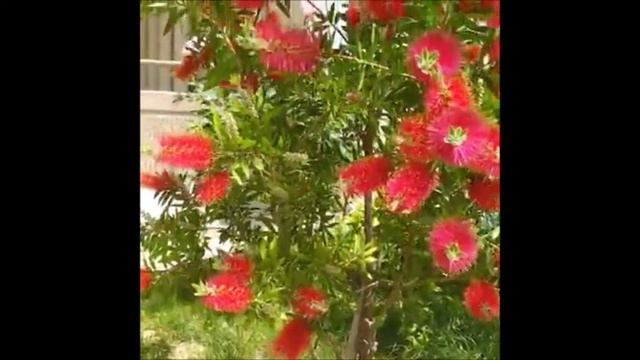 Fırça çalısı çiçeği özellikleri bakımı смотреть онлайн