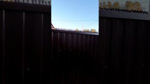 Отвадил кошек метить во дворе