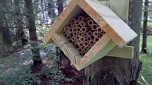 Mason Bees using Reeds смотреть онлайн