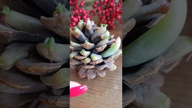 kozalakta sukulent yaprağından sukulent üretimi смотреть онлайн