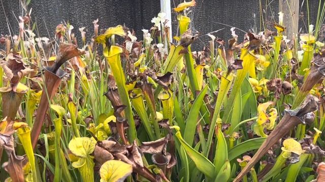 What Does Dormancy in Sarracenia Look Like in October? смотреть онлайн