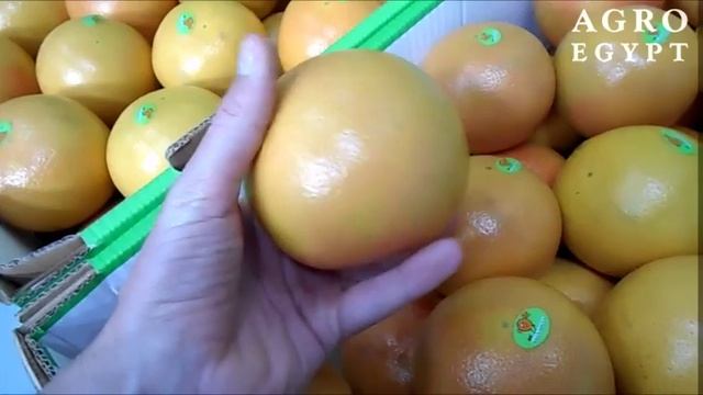 Grapefruit - AgroEgypt - December 2016 смотреть онлайн