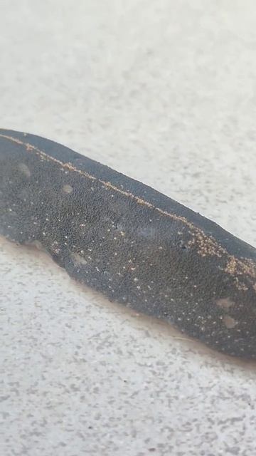 is this a slug? #shorts #slugs #snail #snails #gastropoda #animal #animals смотреть онлайн