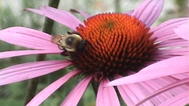 07 15 2014 pollinators high nutrition program echinacea purple coneflower смотреть онлайн