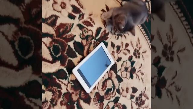 Кот яков играет в планшет смотреть онлайн