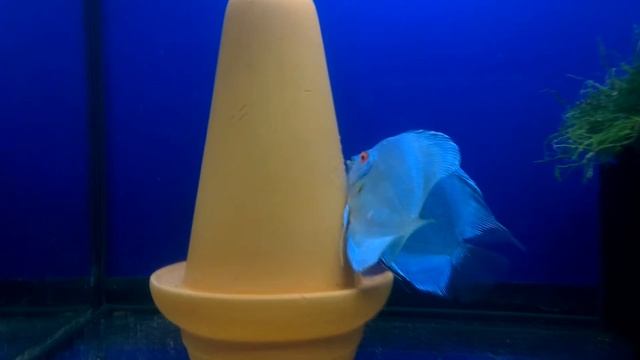 Blue Diamond Discus 14.apr.2015 смотреть онлайн