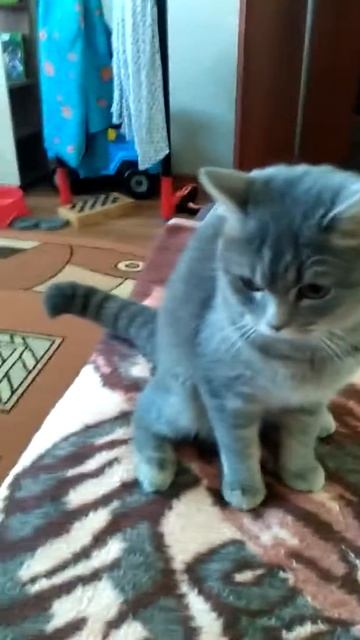 Мой кастрированный 🐈 кот смотреть онлайн