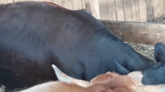 🦌продажа Бычков 6 голов, от 1,7до лет смотреть онлайн
