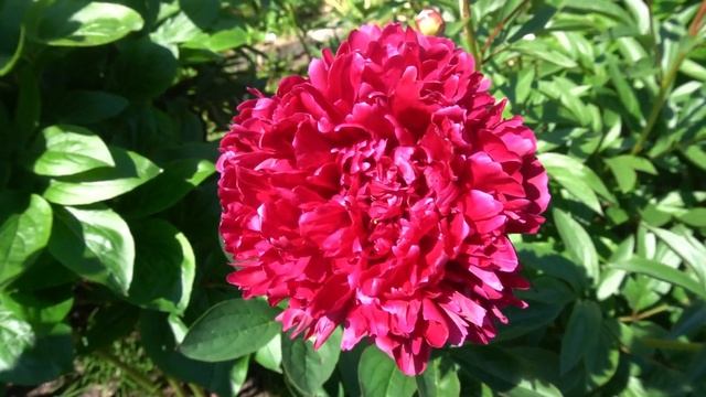 Пион СЭР ДЖОН ФРАНКЛИН -'Sir John Franklin'  -Franklin, 1939