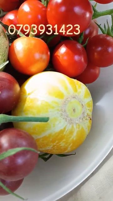 بذور أصلية غير مهجنة 0793931423 смотреть онлайн