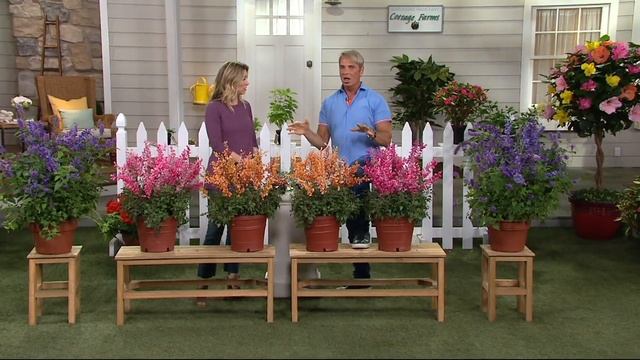 Cottage Farms 6-pc Humdinger Fragrant Nectar Agastache Collection on QVC смотреть онлайн