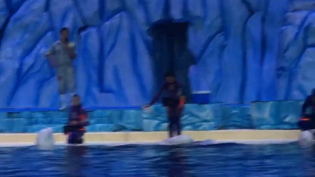 Beluga Show at Chimelong Ocean Kingdom смотреть онлайн