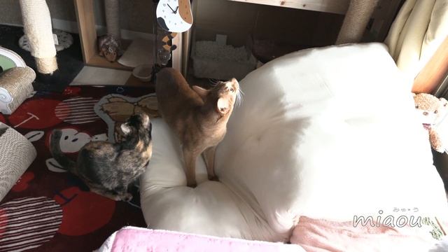 【猫日記】るか失敗して落ちる　Cat diary January, 2019 Luca failed and falls down смотреть онлайн