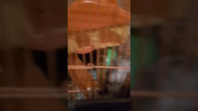 🐹 ХОМЯК новЫЙ питомЕЦ смотреть онлайн