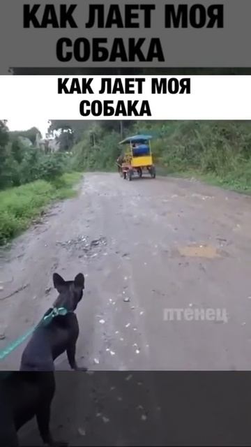 Смешная собака 😂😂😂😂😄😄😄😄😄😁😁😁😀😀😀 смотреть онлайн